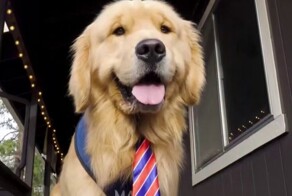 Самый милый чиновник: жители американского города выбрали мэром пса