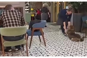 Пёс решил отдохнуть в кафе во Владикавказе
