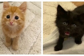 Разница между рыжими и чёрными котятами наглядно