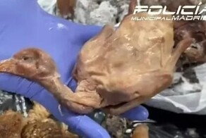 Китайский ресторан в Испании продавал туристам голубей вместо жаренных уток