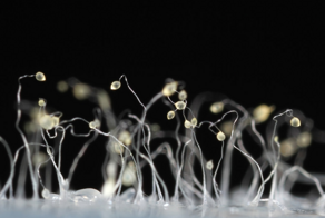 Немыслимое из области микробиологии: одноклеточные амёбы сливаются в сложное многоклеточное существо