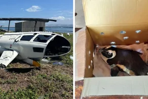 Власти ЮАР обвинили пингвина в крушении вертолёта