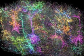 3D-сканирование показало участок мозга мыши размером с песчинку