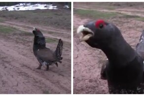 Глухарь вышел к человеку