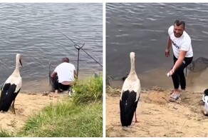 Мужчина угостил аиста рыбой