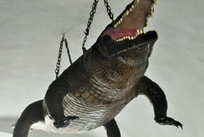 Брненский дракон – легенда, ставшая символом города