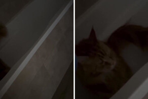 Любительница кошек поделилась, каково это — жить с мейн-куном