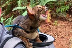 Кот - пересмешник