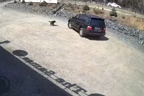 Водитель, похожий на Трампа, задавил собаку