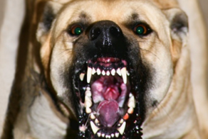 В Самаре экс-глава района пошёл под суд после гибели женщины от нападения стаи бродячих псов