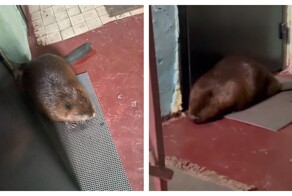 Бобр зашёл в подъезд жилого дома