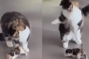 Кошка радуется первым шагам своего котёнка