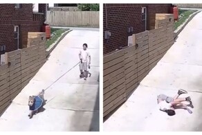 Собаки роняют своих хозяев во время прогулки