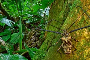 В «затерянном городе» Гондураса найдены сотни новых и «вымерших» видов
