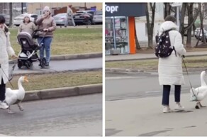 Женщина гуляет с гусём в Подмосковье