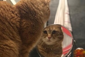 20 котеек, мир которых после встречи с двойником никогда не станет прежним