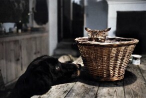 Подборка смешных и забавных фотографий с котами, которые поднимут настроение