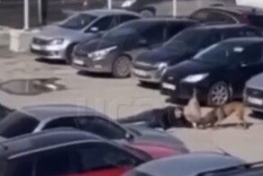 Собаки сорвались с&nbsp;привязи и напали на прохожего