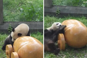 Панда в восторге от нового игрушечного автомобиля