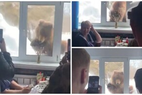 Медведь на Камчатке пытался попасть в столовую