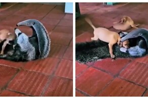 Муравьед играет с собаками