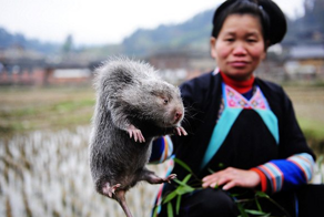 Тайные крысиные фермы Китая: вкусно, но запрещено