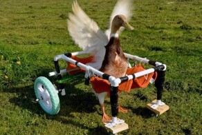 Селезень стал инвалидом во время неудачного спаривания: теперь передвигается в специальном кресле