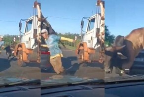 "Только посмотри на это! Как я объясню, что на мою машину прыгнул бык?"