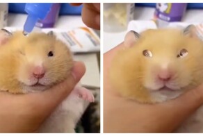 Хомяк и глазные капли