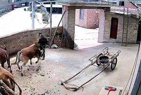 Корова напала на фермера в Китае