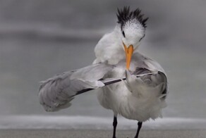 На общую тему 