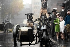 Подборка смешных и забавных фотографий с собаками, которые поднимут настроение