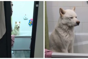 Хозяйка забыла помыть пса