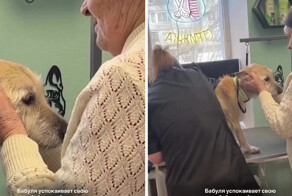 Бабушка очень мило успокаивает своего пёселя на груминге