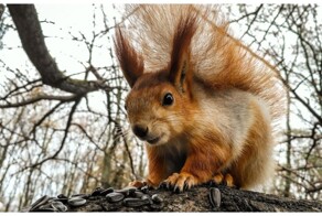 Оригинальные кормушки для маленьких диких животных