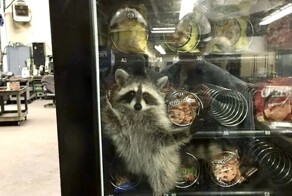 20 случаев, когда любопытство завело братьев наших меньших очень далеко