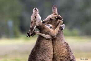 15 весёлых фотографий животных от премии Nikon Comedy Wilfdlife Awards