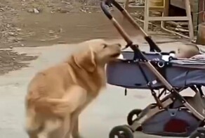 Четвероногий спасатель остановил укатившуюся коляску с младенцем