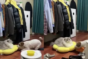 «Отдай!»: пёс попытался отобрать лежанку у кота, но тот был невозмутим