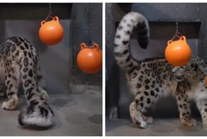 Хвост снежных барсов — один из самых длинных среди всех кошачьих