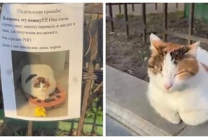 Упитанная кошка-манипулятор выходит из дома на улицу и выпрашивает еду у прохожих