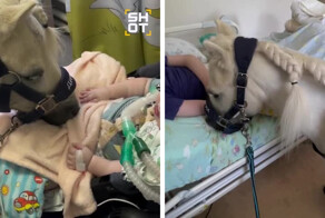 В Подмосковье появилась необычная услуга — пони-терапия