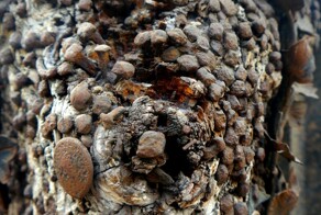 Загадочное дерево гвоздей: история Шток-им-Айзен в Вене