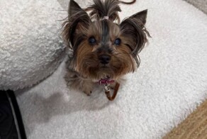 Хозяин квартиры выкинул собачку квартирантки