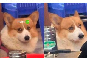 Смешные картинки