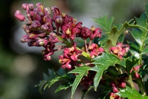 Королевский остролист: живой реликт времени