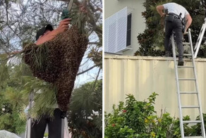 Пчелиной семье нашли новый дом