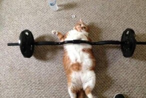 20 котиков на спорте, доказавших, что они могут не только изящно лениться