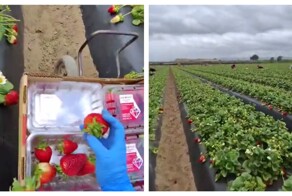 Сборщица клубники за работой