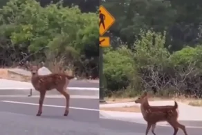 Оленёнок, который мечтает стать моделью